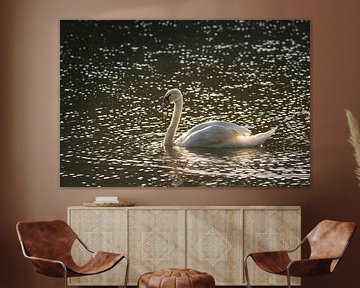 Cygne tuberculé au lever du soleil sur John van de Gazelle fotografie