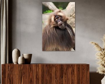 Brown baboon.