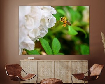Honey bee approaching a rose blossom by ManfredFotos