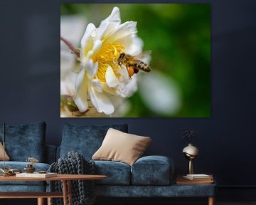 Honey bee approaching a rose blossom by ManfredFotos