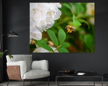 Honey bee approaching a rose blossom by ManfredFotos
