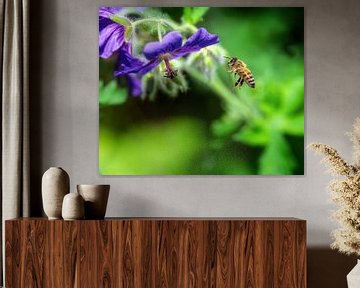 Honey bee approaching a cranesbill flower by ManfredFotos