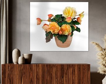 Bloeiende begonia bloem in een pot op een witte achtergrond