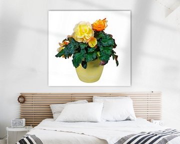 Bloeiende begonia bloem in een pot op een witte achtergrond