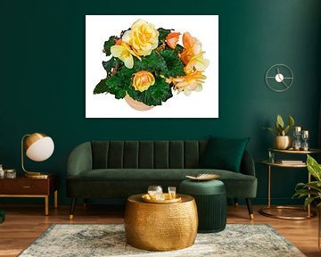 Bloeiende begonia bloem in een pot op een witte achtergrond