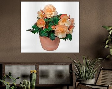 Bloeiende begonia bloem in een pot op een witte achtergrond