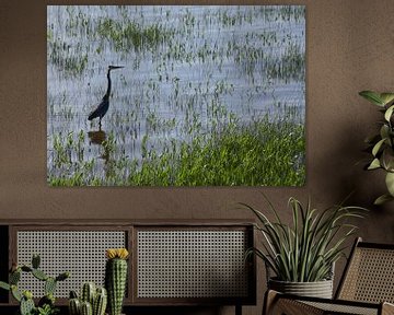 Een grote reiger aan de rivier van Claude Laprise