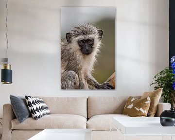 Vervet monkey by Bram.W Photography