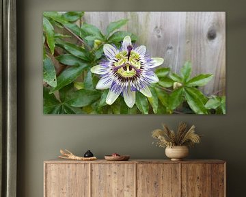 passiebloem by Mr.Passionflower