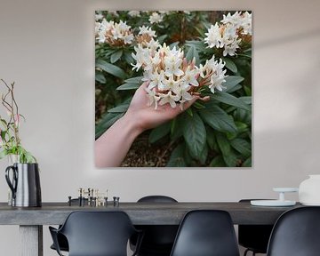 Gewoonheid van Rododendron