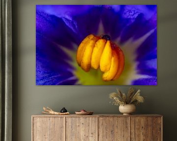 Like bananas sur Nildo Scoop