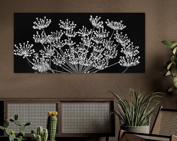 Fenouil noir et blanc sur Niek Traas
