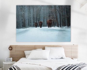 Highland Cows van Tom Derwort Photography