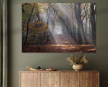 Beams of light in the autumn by Barbara Brolsma