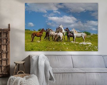 Chevaux sauvages