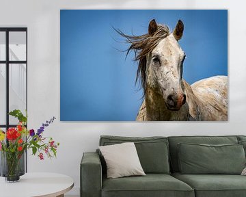 Wild horse portrait by Puravida - Photography and photo art