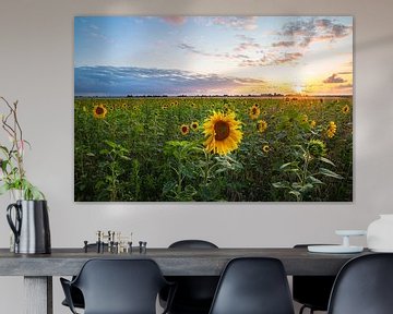 Champ de tournesols au coucher du soleil sur Menno van der Haven