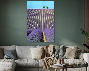 Bloeiende lavendel in de Provence tijdens een zomerse dag van Sjoerd van der Wal Fotografie