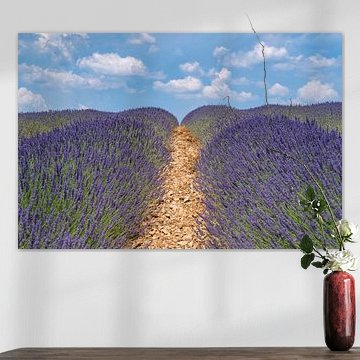 Lavendelblüte in der Provence an einem Sommertag von Sjoerd van der Wal Fotografie