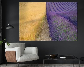 Bloeiende lavendel in de Provence tijdens een zomerse dag van Sjoerd van der Wal Fotografie