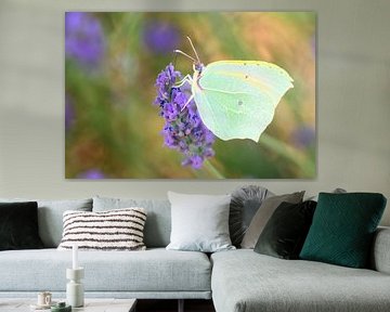 Cleopatra butterfly sitting on blossoming lavender by Sjoerd van der Wal Photography
