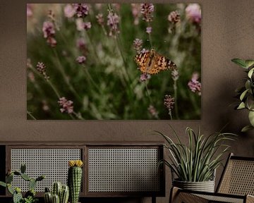 Schmetterling