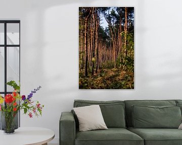 Magisches Licht im Kiefernwald