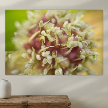 Knoblauchzwiebeln nach dem Regen