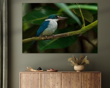 Sacred Kingfisher by Dennis Schaefer