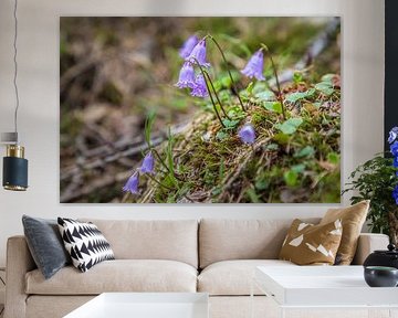 Klein alpenklokje (Soldanella pusilla) in de Rosstal vallei boven