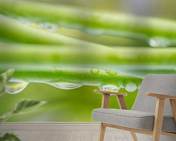 Waterdruppels op plantenstengel