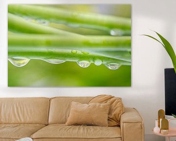 Waterdruppels op plantenstengel