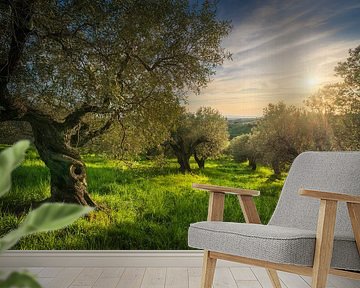 Ancient Olive Grove in Alta Maremma at Sunset by Stefano Orazzini