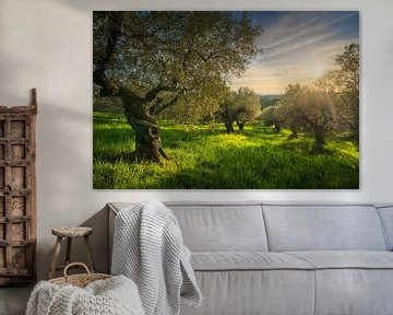 Oude olijfgaard in Alta Maremma bij zonsondergang van Stefano Orazzini