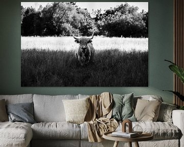Schotse Hooglanders in het natuurreservaat Bünde - trots in stilte