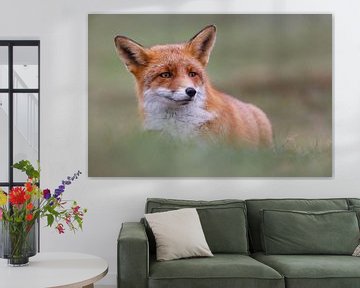 Portret van een vos van Pim Leijen