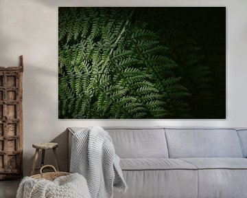 Forest Veathers - Minimalist Botanical Fern Print (imprimé de fougères botaniques) sur Marika Huisman fotografie