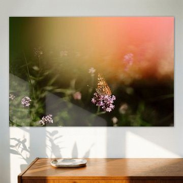 Schmetterling auf Lavendel