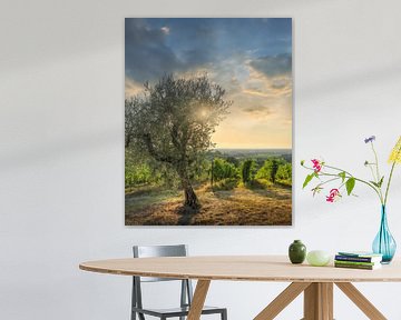 Bolgheri wijngaarden en een olijfboom bij zonsondergang van Stefano Orazzini