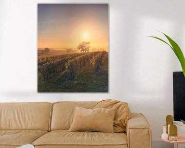 Bolgheri wijngaarden en een boom in een mistige zonsondergang, Toscane van Stefano Orazzini