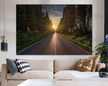 L'avenue bordée de cyprès de Bolgheri et le soleil sur Stefano Orazzini