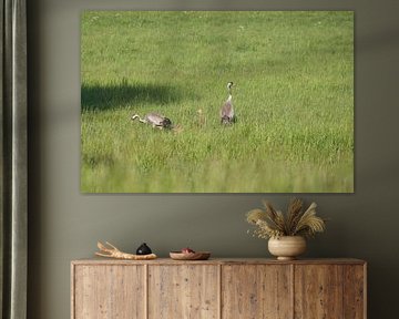 Crane family on a meadow by Martin Köbsch