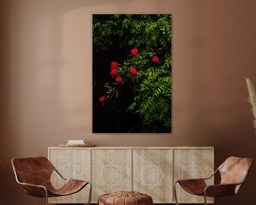 walls and roses by ISO_UP