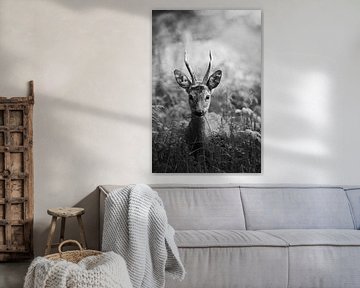Jeune chevreuil dans la forêt sur John van de Gazelle fotografie