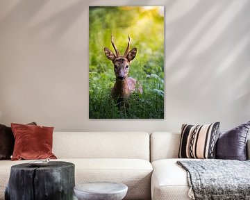 Jeune chevreuil dans la forêt sur John van de Gazelle fotografie