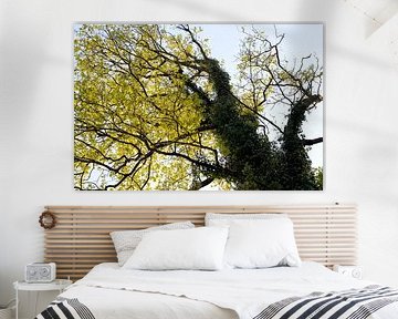 Arbres avec de la verdure fraîche