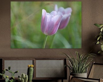 Tulpen auf einer Wiese mit schönem Bokeh. von Martin Köbsch