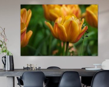 Tulpen auf einer Wiese mit schönem Bokeh. von Martin Köbsch