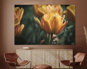 Tulpen auf einer Wiese mit schönem Bokeh. von Martin Köbsch