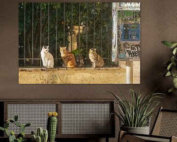 Street cats with style by Studio Mirabelle